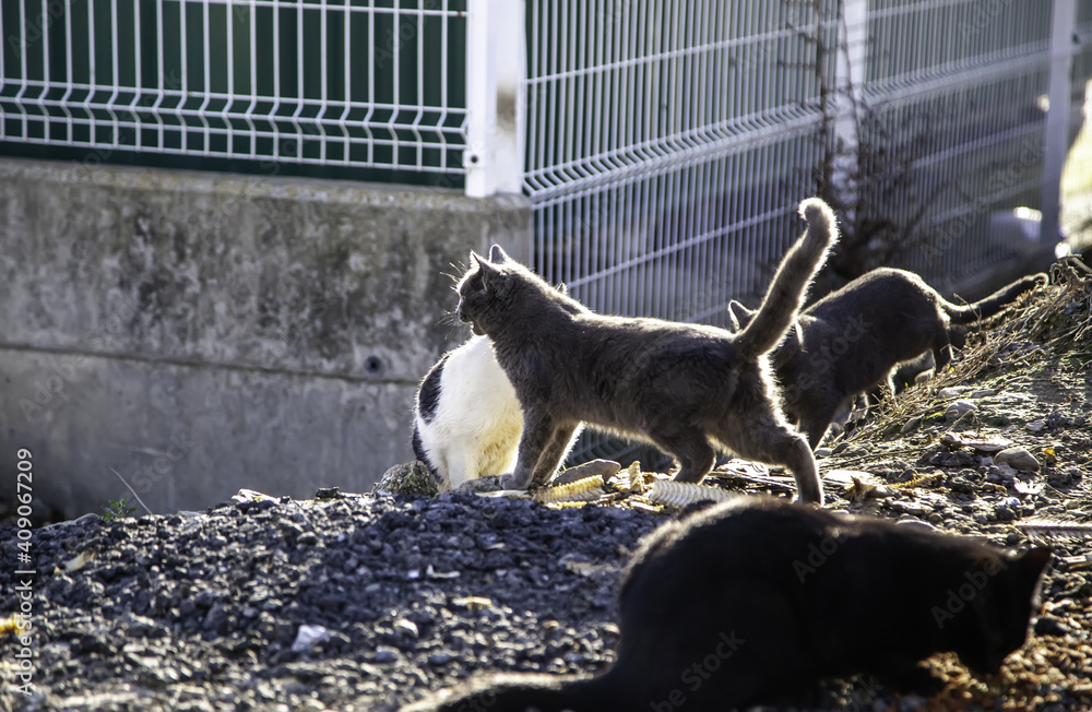 Fototapeta premium Abandoned stray cat