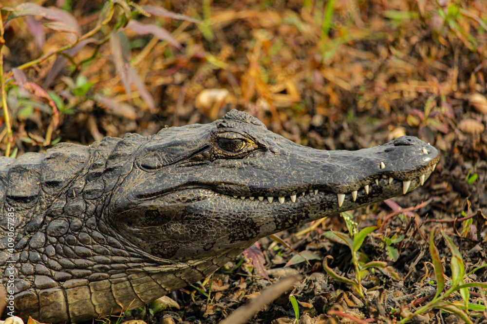 Obraz premium Alligator resting 2