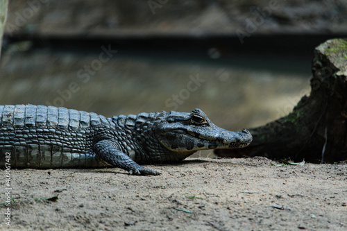 Alligator resting
