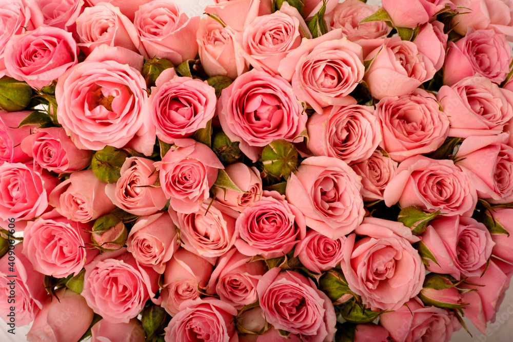 Floral background of pink roses Floral background of pink roses