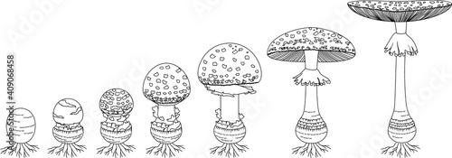 Coloring page with life cycle of fly agaric mushroom. Stages of fly agaric (Amanita muscaria) fruiting body matures isolated on white background