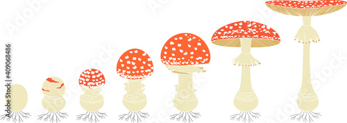 Life cycle of red fly agaric mushroom. Stages of fly agaric (Amanita muscaria) fruiting body matures isolated on white background