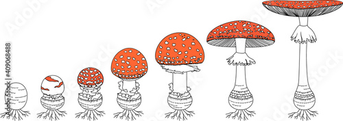 Life cycle of red fly agaric mushroom. Stages of fly agaric (Amanita muscaria) fruiting body matures isolated on white background