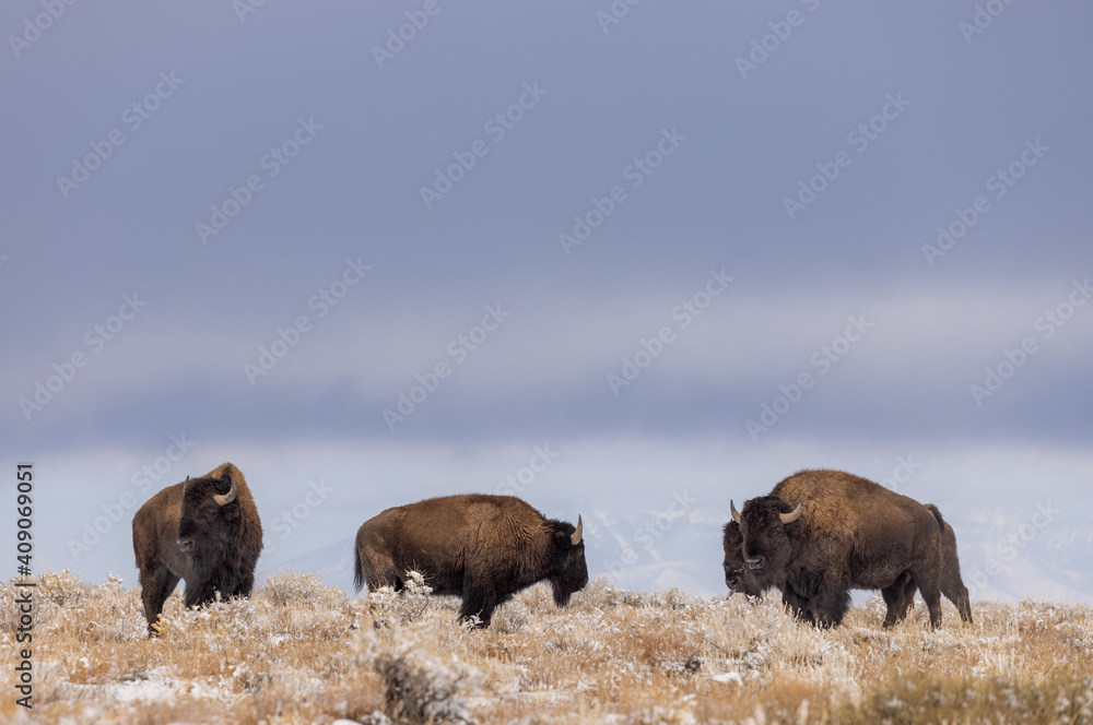 Bison Bulls in Winter in Northern Arizona Bison Bulls in Winter in Northern Arizona