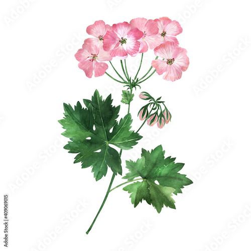 Watercolor illustration with inflorescences, flowers, buds and leaves of the geranium plant 