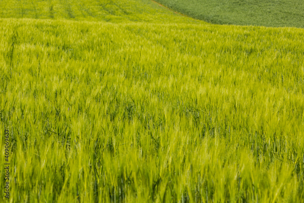 Close-up view of a crop field during springtime Close-up view of a crop field during springtime