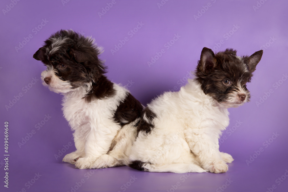 Two beaver york terrier on a purple background.
