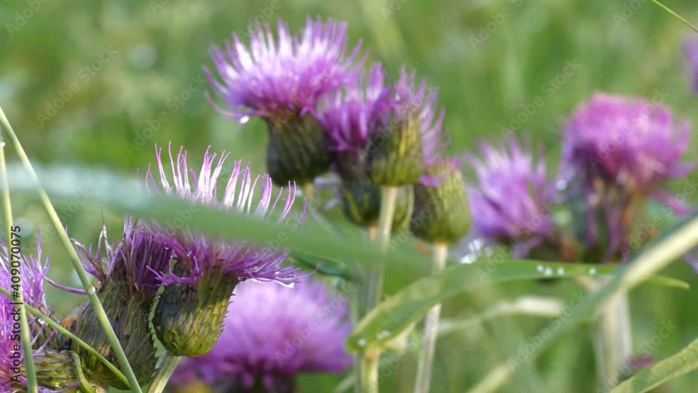 Bumblebee gathering nectar and taking off purple thistle flower Bumblebee gathering nectar and taking off purple thistle flower