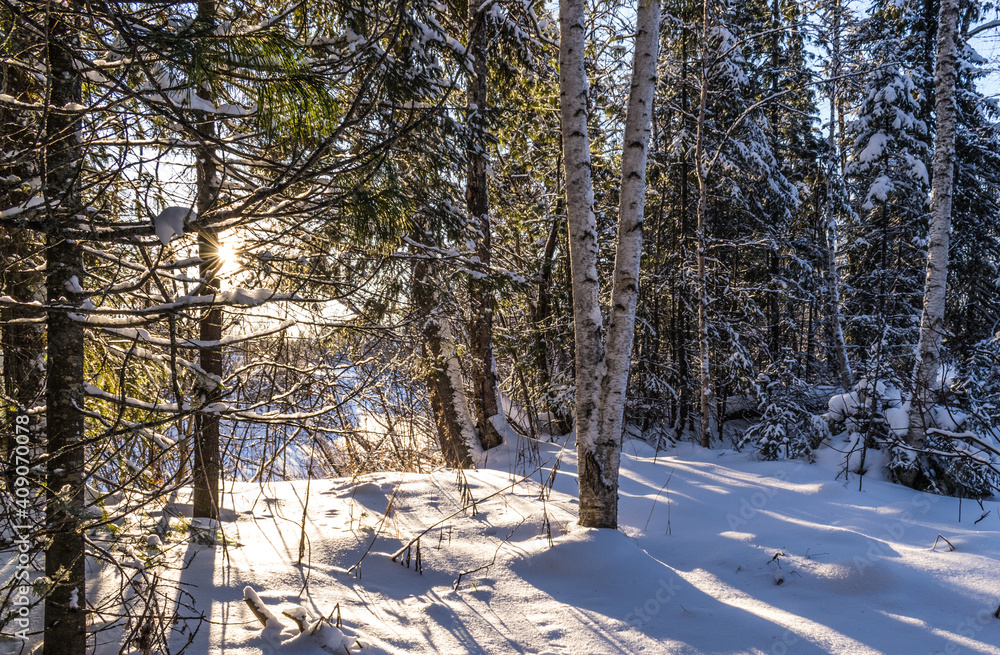 The beauty of the winter taiga in the rays of the northern sun The beauty of the winter taiga in the rays of the northern sun