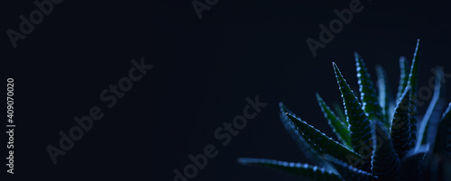 Under the blue light haworthia succulent with sharp leaves banner design photo