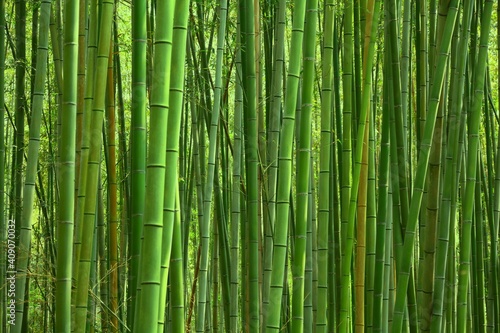 Fototapeta Naklejka Na Ścianę i Meble -  Bamboo green background