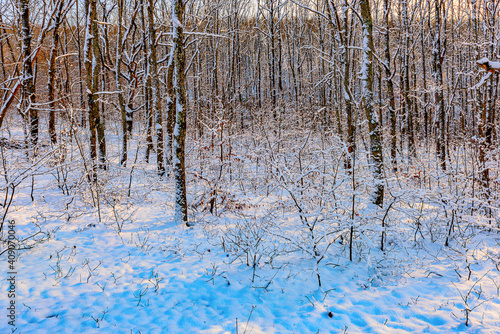 Winter forest landscape in the evening