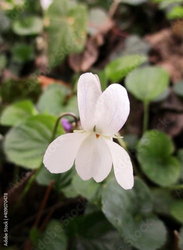 White violet (Viola alba) flower outside