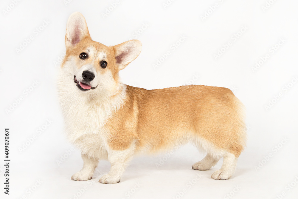 Portrait of Welsh Corgi on a white background. Portrait of Welsh Corgi on a white background.