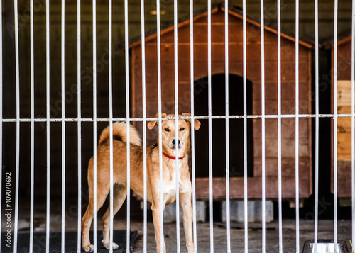 A sad dog in a cage at a shelter waiting for adoption.