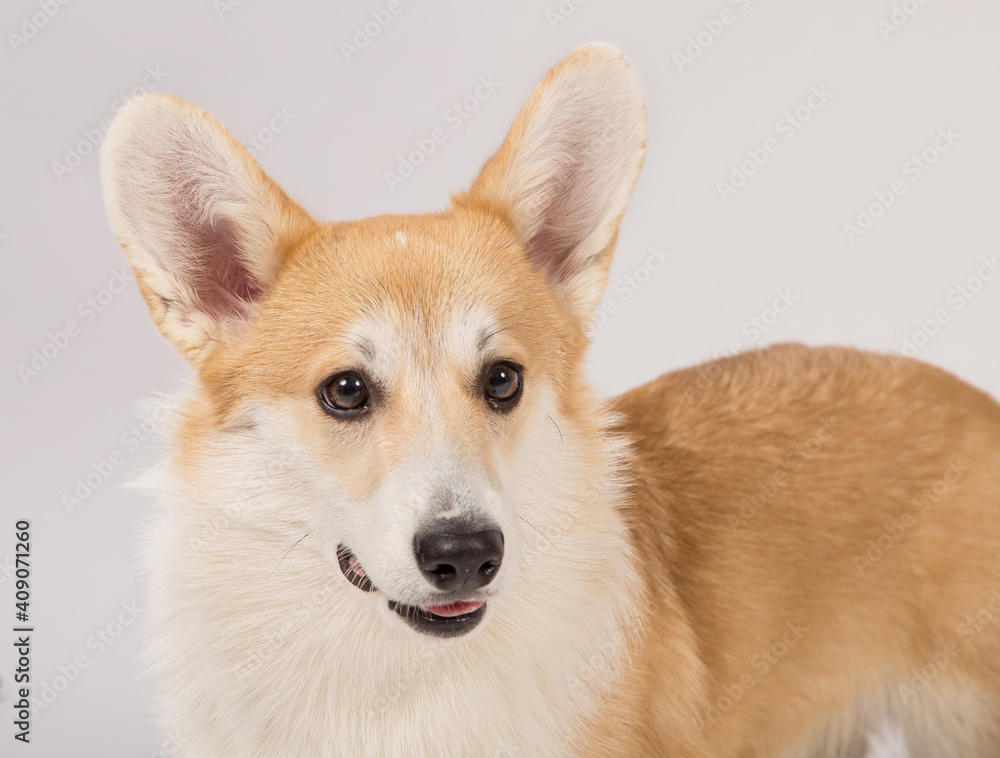 Portrait of Welsh Corgi on a white background. Portrait of Welsh Corgi on a white background.