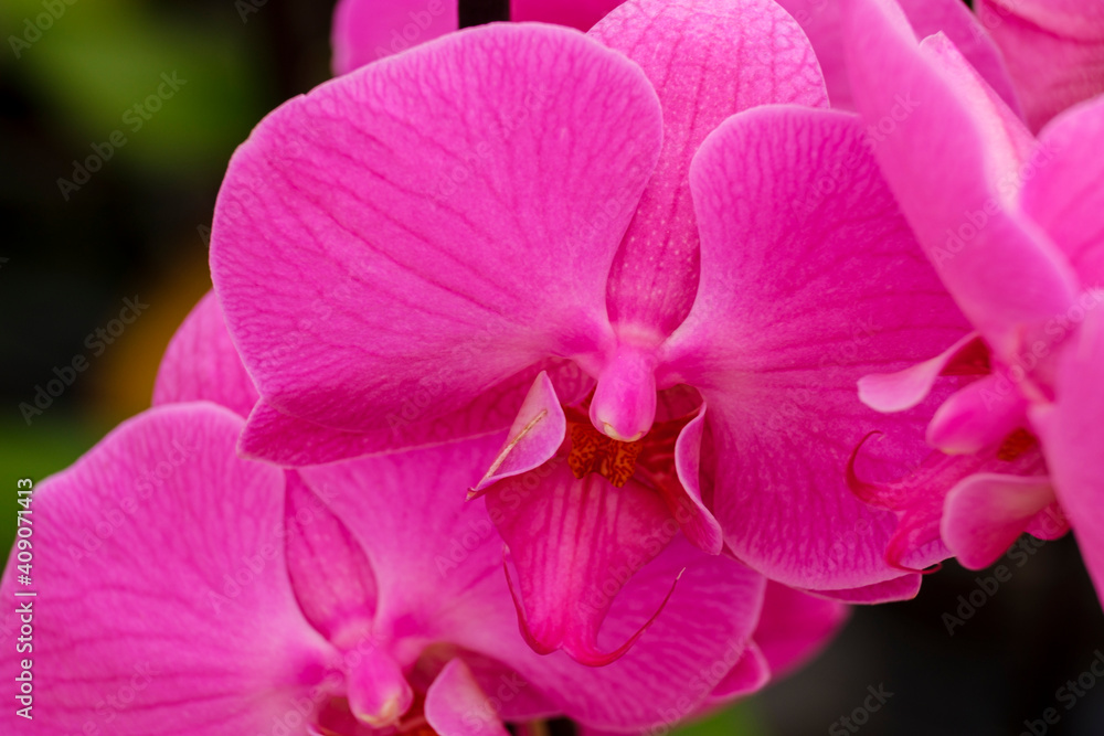 purple orchid, Phalaenopsis, Mallorca, Balearic Islands, Spain purple orchid, Phalaenopsis, Mallorca, Balearic Islands, Spain