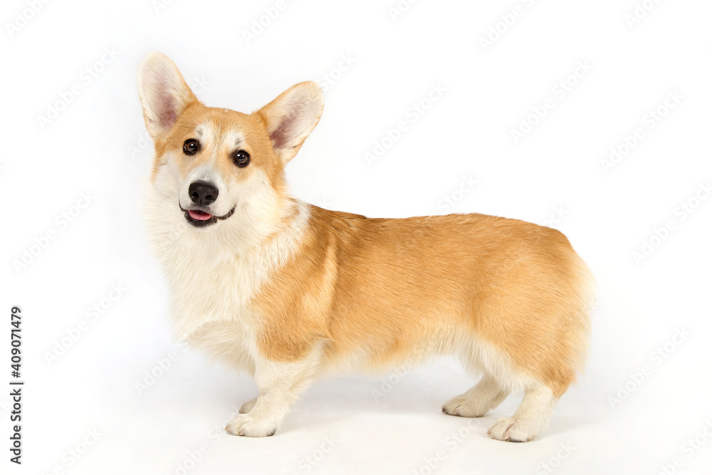 Portrait of Welsh Corgi on a white background. Portrait of Welsh Corgi on a white background.