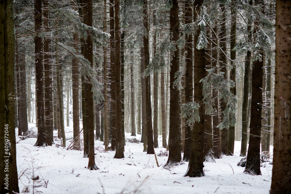 .The texture of trees in the winter forest. .The texture of trees in the winter forest.