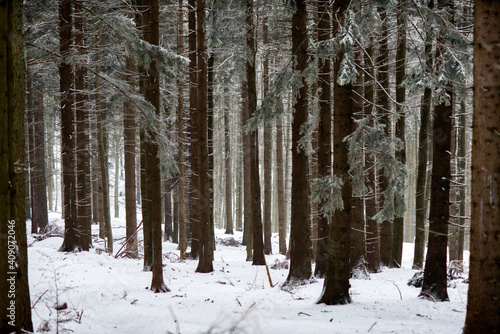 .The texture of trees in the winter forest.