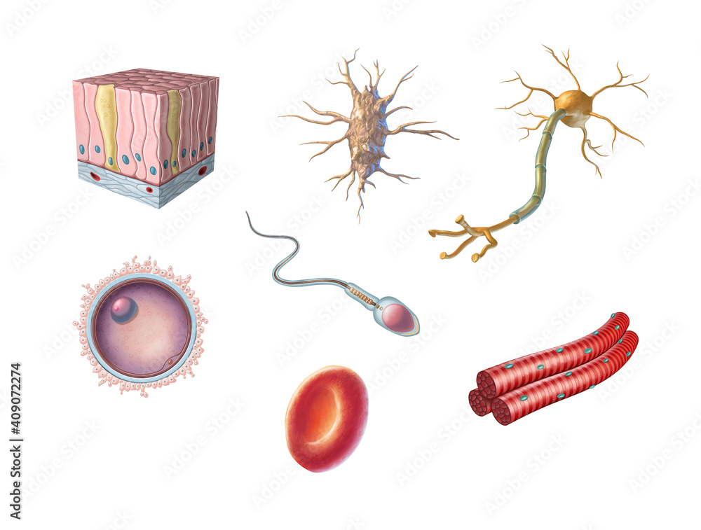 two types of human cells