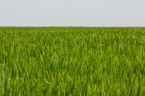 A green crop field in early spring