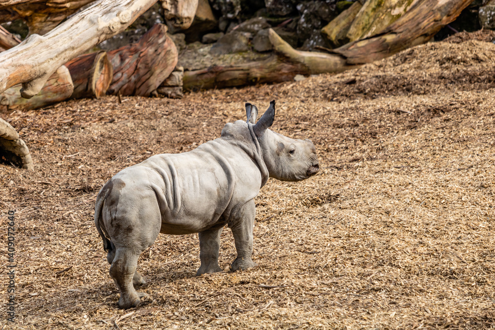 Fototapeta premium Baby white rhino playing in his yard. Auckland Zoo, Auckland, New Zealand