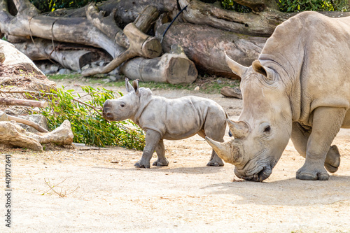 Baby white rhino playing in his yard. Auckland Zoo  Auckland  New Zealand