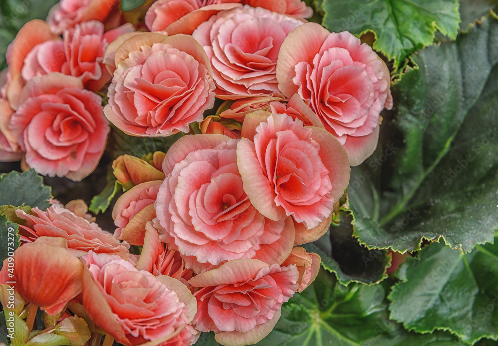 Begonia Elatior Berseba. Pink flowers for patio, garden, balkon, park, home. Top view Begonia Elatior Berseba. Pink flowers for patio, garden, balkon, park, home. Top view