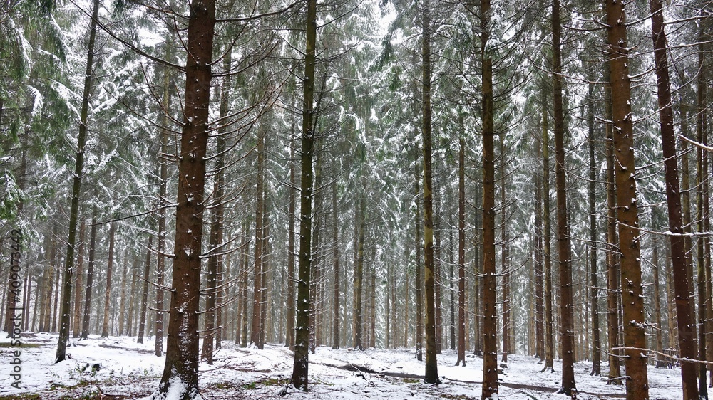 Bergischer Wald im Winter Bergischer Wald im Winter