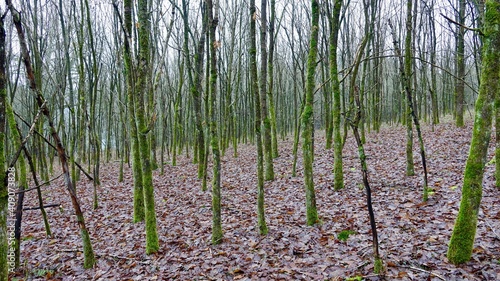 Bergischer Wald im Winter