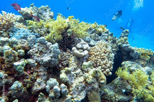 Colorful coral reef at the bottom of tropical sea  hard corals and fishes Anthias  underwater landscape