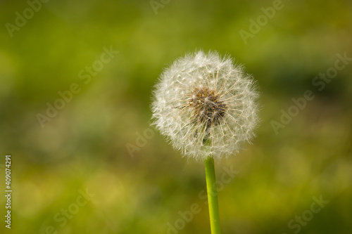 A dandelion in the grass