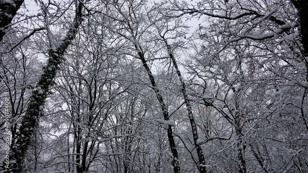 Obraz premium Bergischer Wald im Winter