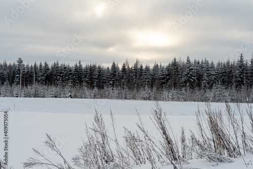 Snow-covered field against the background of the forest. Snowy forest landscape. Snowy winter concept. Finnish nature. © M.V.schiuma