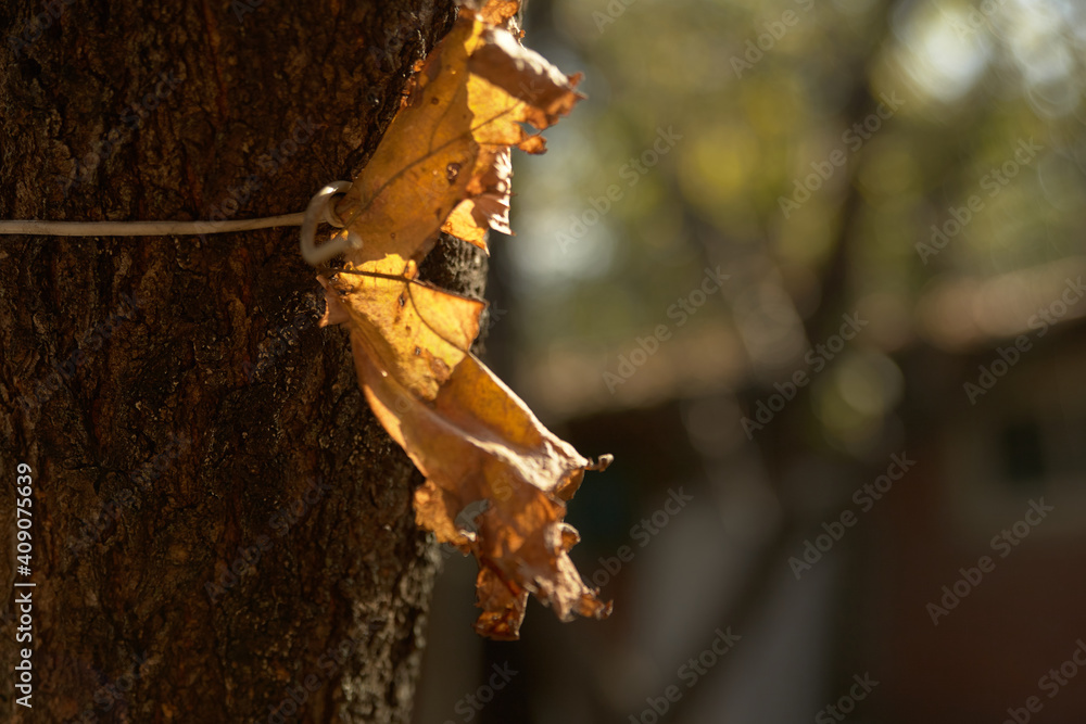 Fototapeta premium Grape leaf close-up on the lumen