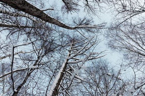 Up view of snow covered tree crowns