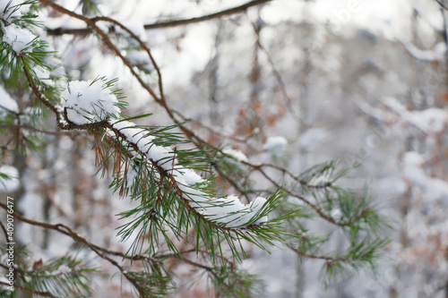 Snow covered pine twig in winter