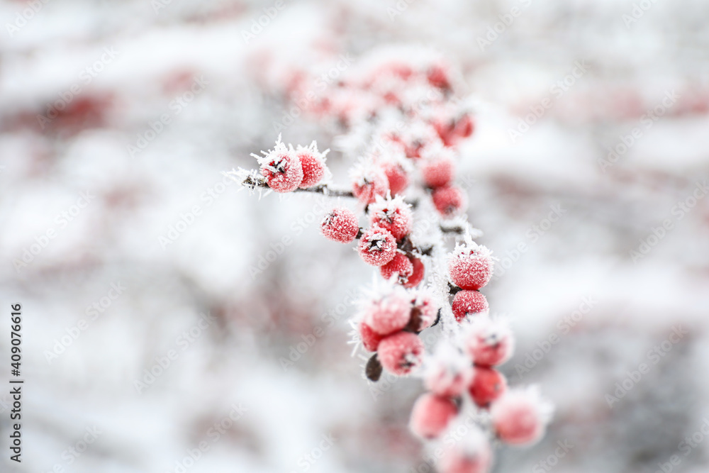 Berries on branch covered with hoarfrost outdoors, closeup. Winter morning