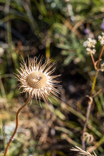 One dry yellow carlina thistle head is on a beautiful blurred green background in field in summer