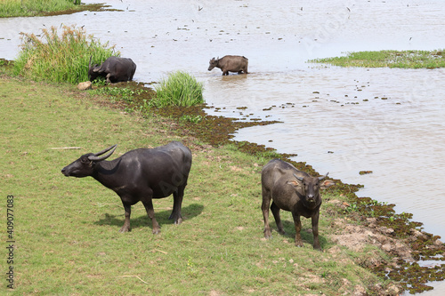 buffalo Thale Noi Waterfowl Reserve