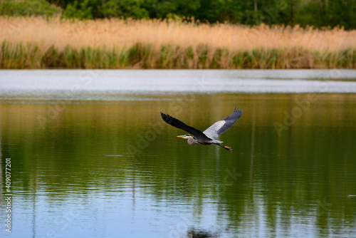 blue heron © Nikolay