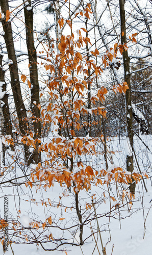Wallpaper Mural Linden tree with autumn leaves in a winter landscape Torontodigital.ca
