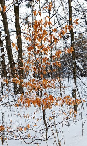 Linden tree with autumn leaves in a winter landscape © Sebastian Gacki
