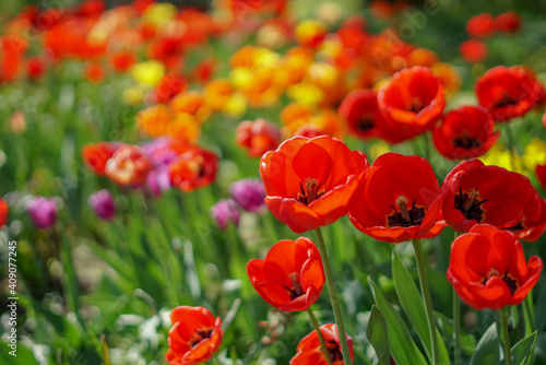 tulipany kwiaty 