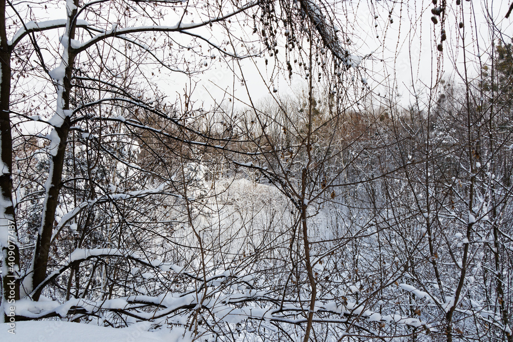 Snowy forest in winter Snowy forest in winter