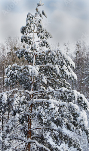 View of a snow-covered pine