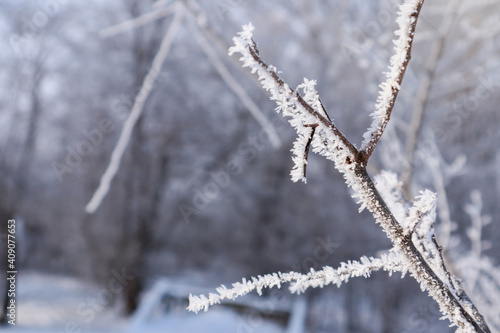 Beautiful winter landscape with trees and snow © Mynameislisenok
