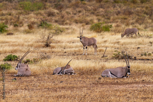 East African oryx  Oryx Beisa  group of five with long straight horns  resting on dry scrub. Samburu National Reserve  Kenya  Africa. Endangered threatened wildlife on African safari vacation 