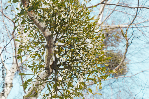 Close up view on a tree with mistletoe against a clear sky